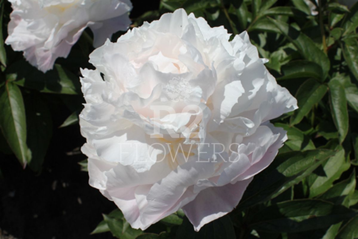 https://peonyshowgarden.com/wp-content/uploads/2020/03/Paeonia-Camellia-White-.jpg