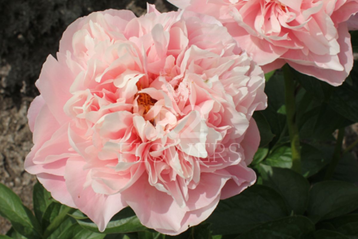 https://peonyshowgarden.com/wp-content/uploads/2020/03/Paeonia-Faithful-Dream-.jpg