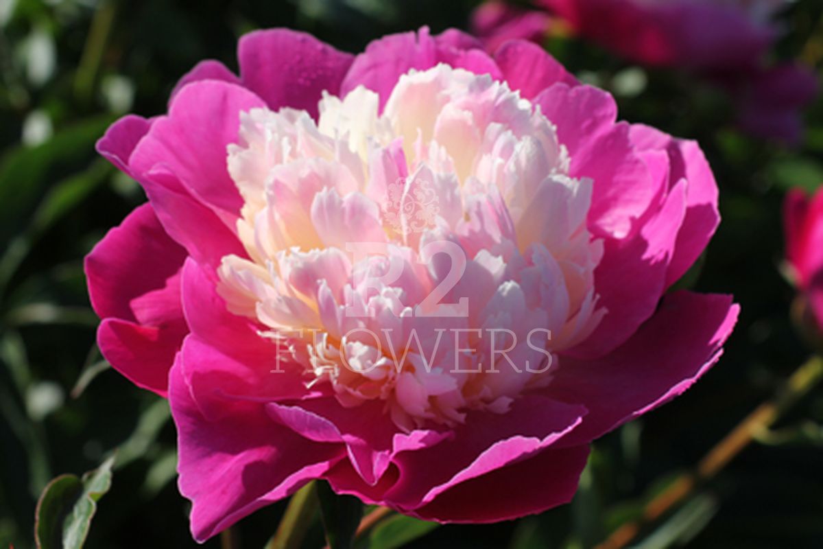 https://peonyshowgarden.com/wp-content/uploads/2020/03/Paeonia-Gay-Paree-.jpg