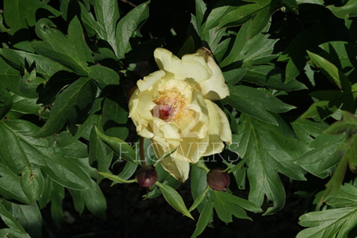 https://peonyshowgarden.com/wp-content/uploads/2020/03/Paeonia-Gentle-Flash-.jpg
