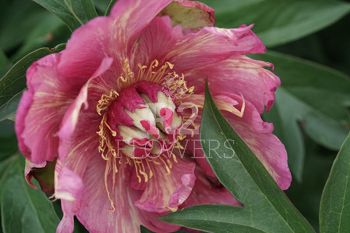 https://peonyshowgarden.com/wp-content/uploads/2020/03/Paeonia-Out-of-Control-.jpg