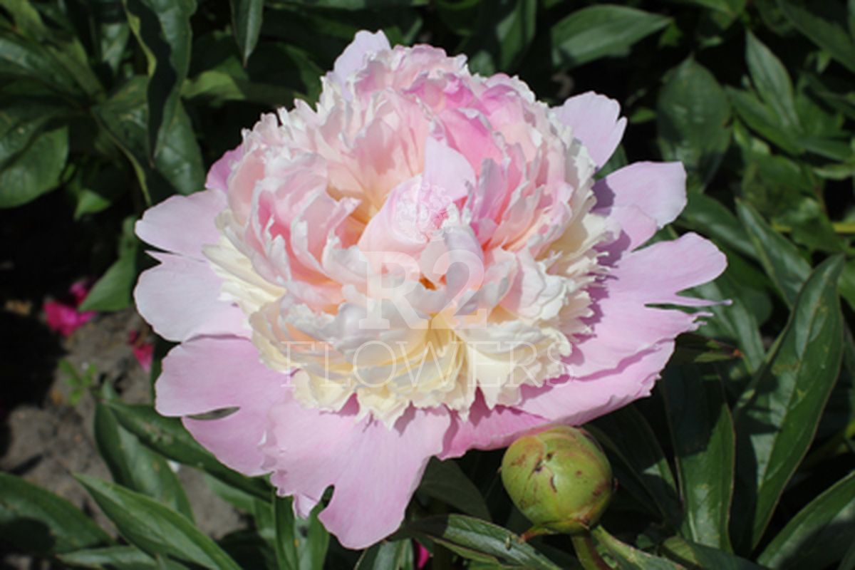 https://peonyshowgarden.com/wp-content/uploads/2020/03/Paeonia-Whopper-.jpg