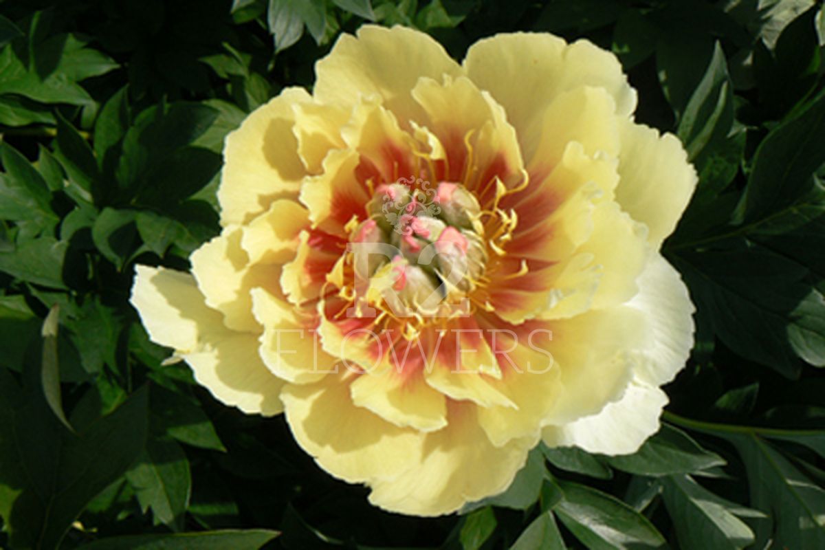 https://peonyshowgarden.com/wp-content/uploads/2020/03/Paeonia-Yellow-Heaven-.jpg