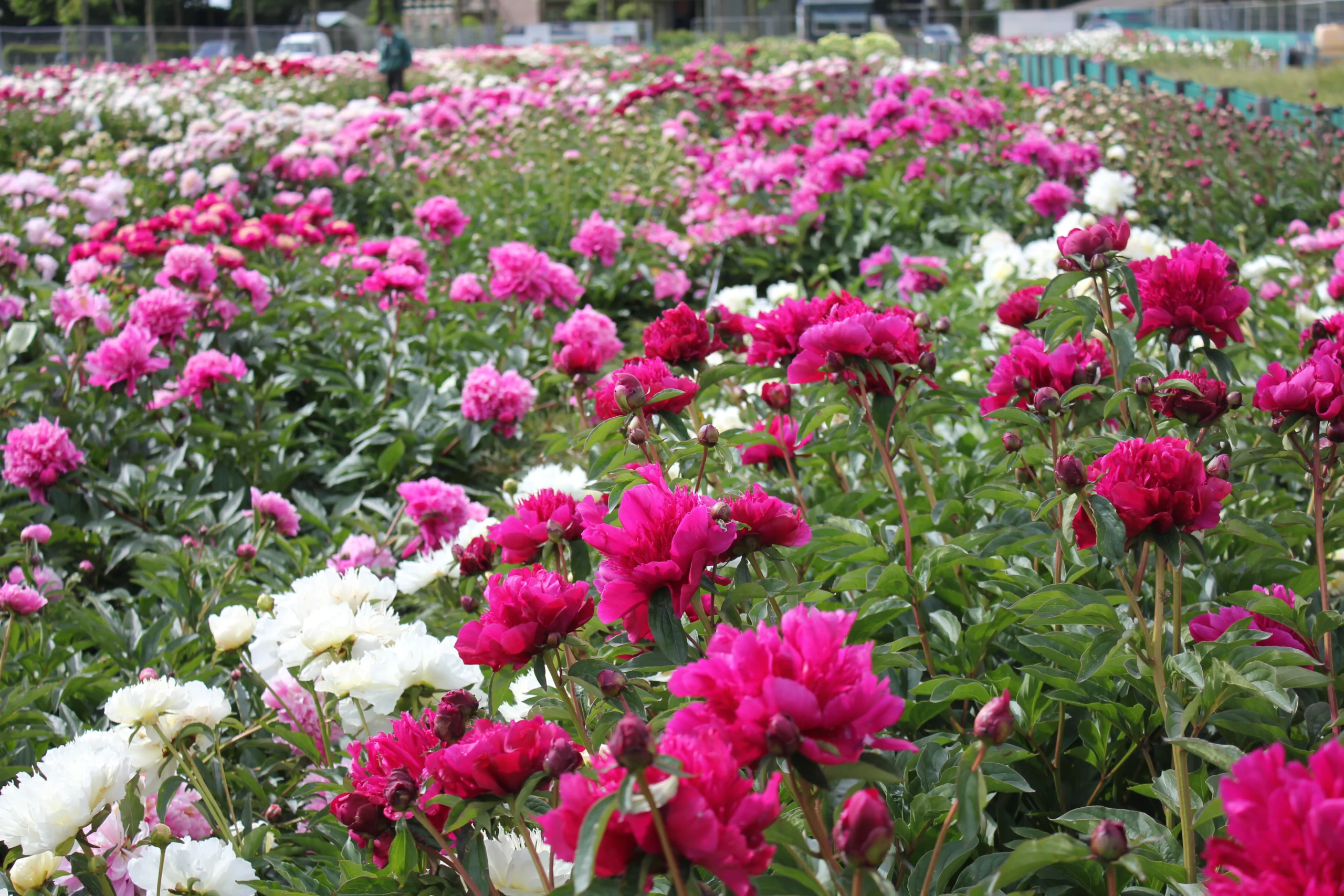 R2Flowers_Peony_Showgarden_20150619