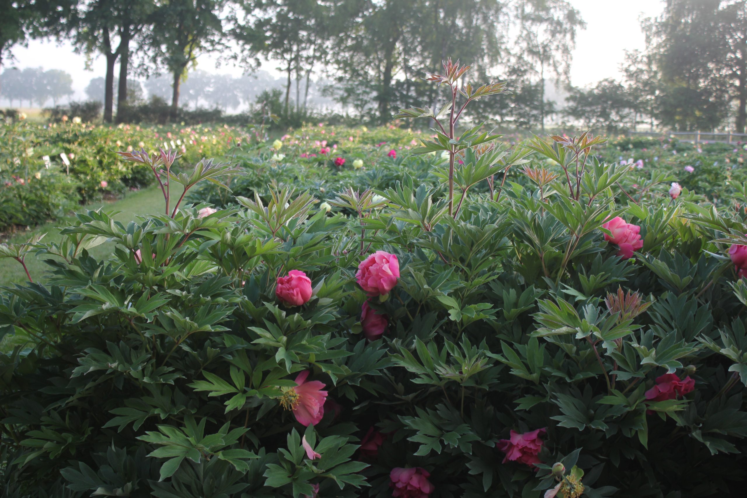 Itoh Showgarden mei 2025