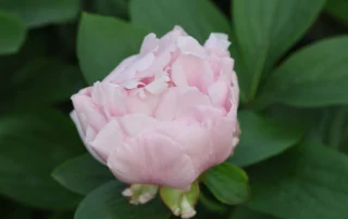 Blushing Princess 19-05-2026 (1)