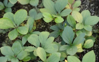 Future Seedlings kas 27-04-2026 (5)