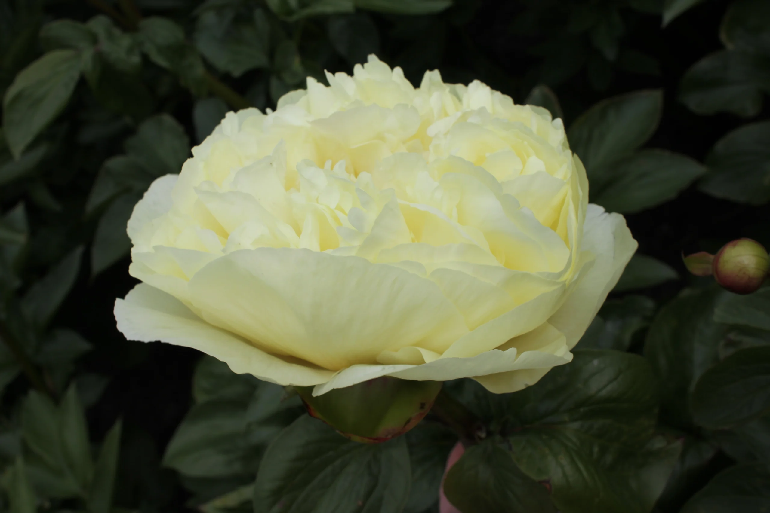 GG_Lemon Chiffon 29-05-2015