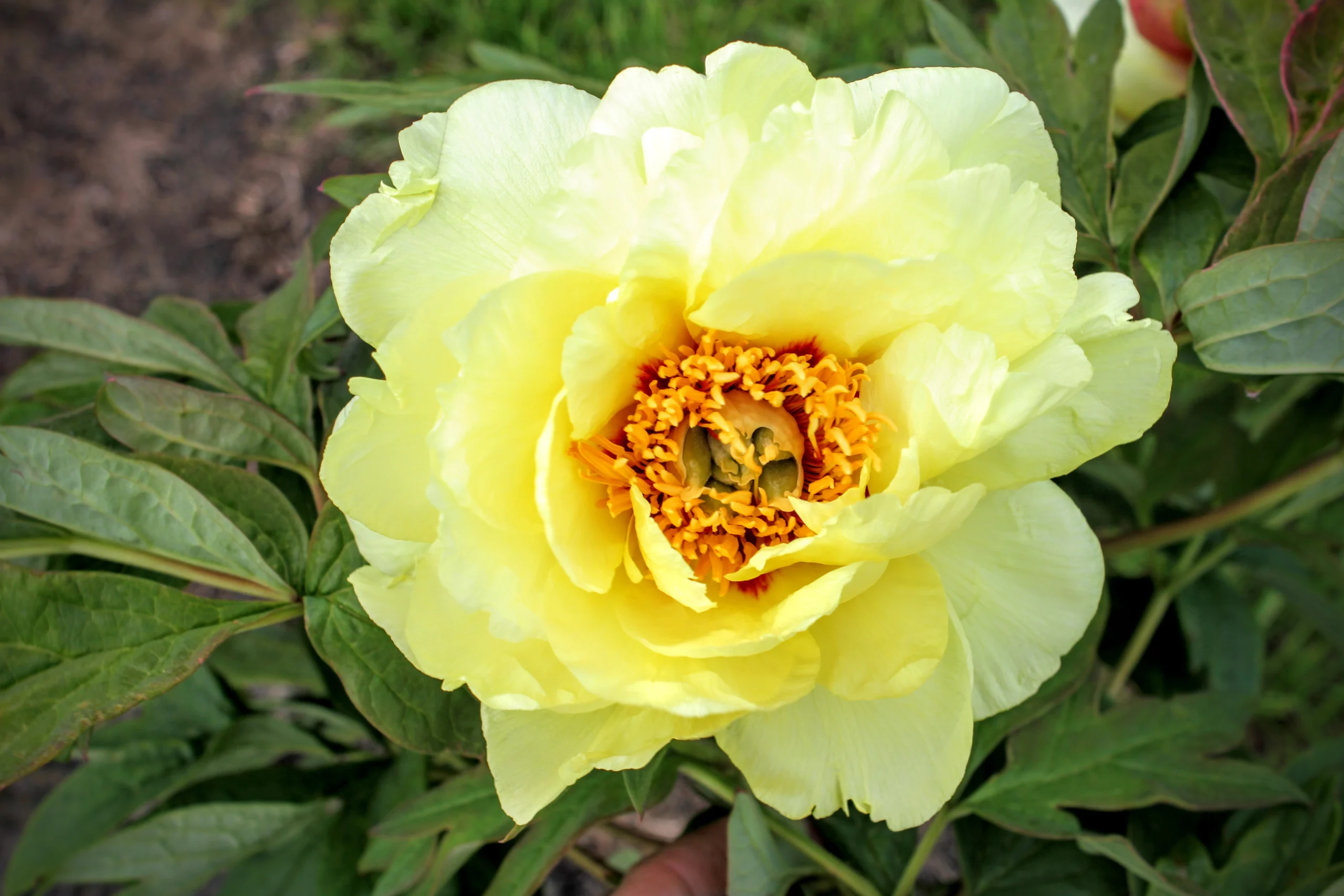 GG_Peony Showgarden 06-05-2014 026