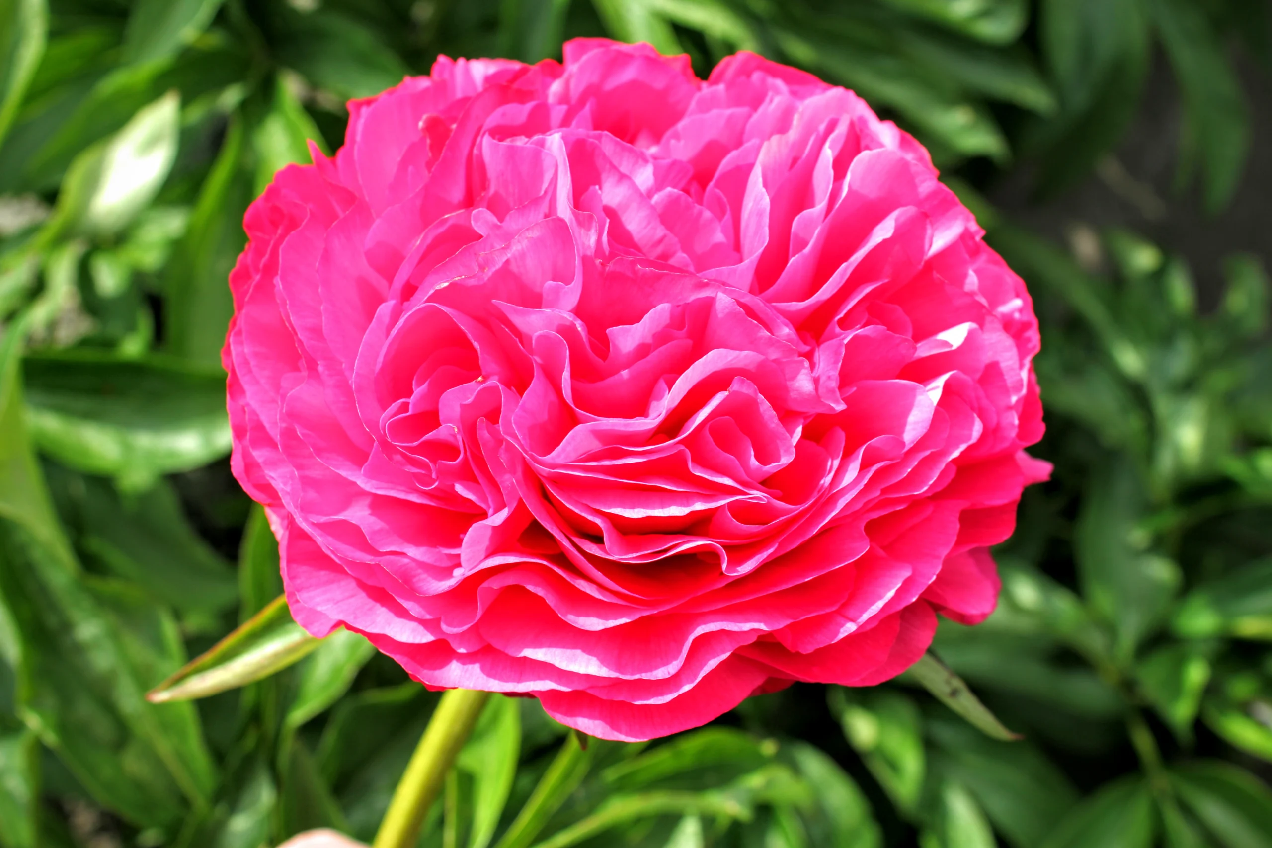 GG_Peony Showgarden 08-06-2013 126