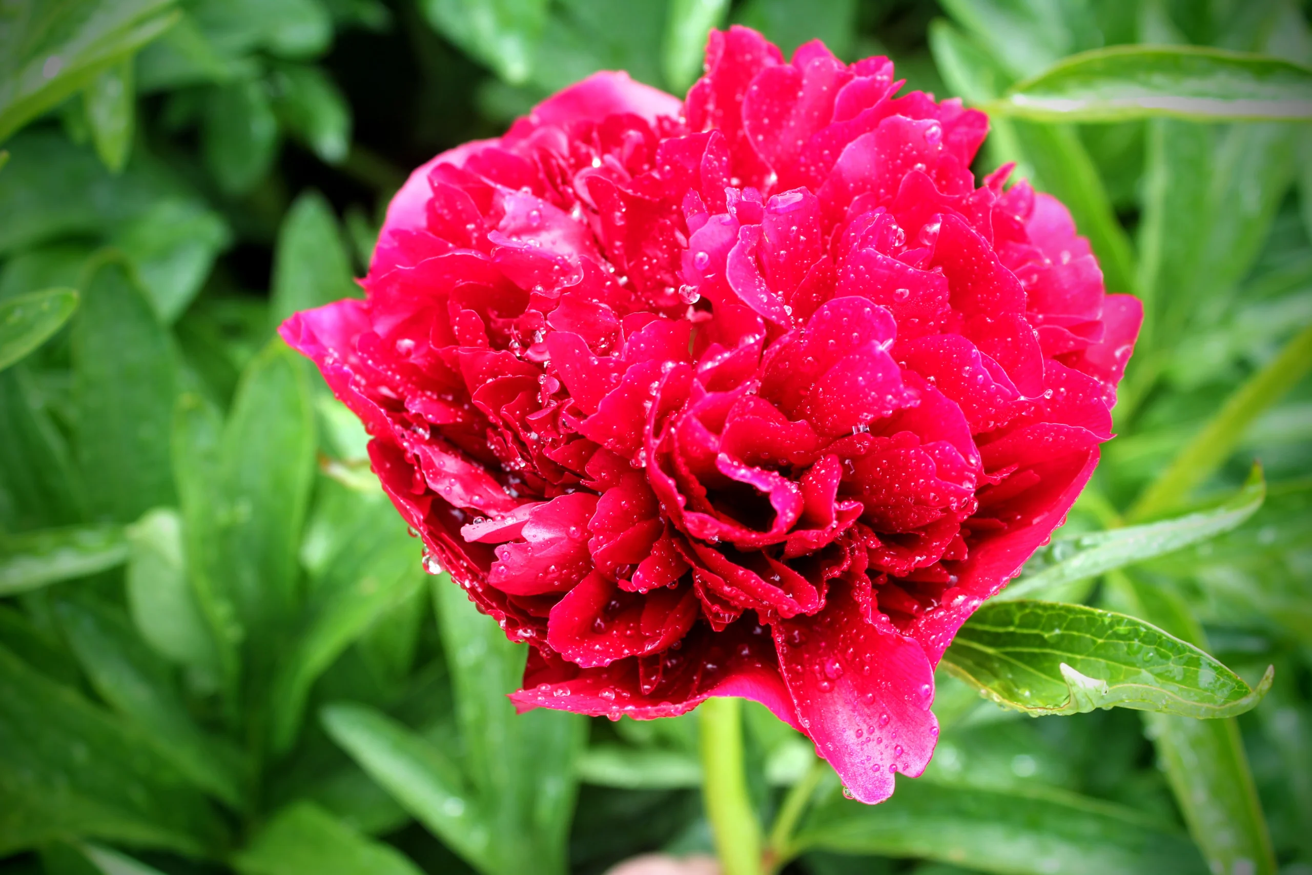 GG_Peony Showgarden Rubra Plena 29-05-2013 033
