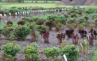 Peony Showgarden 19-04-2026 (2)