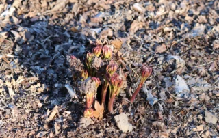 Pink Rock 07-04-2026 (2)