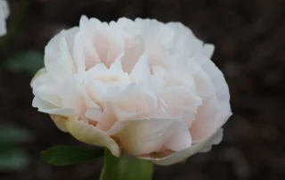 201626065 09-05-2026 (2)