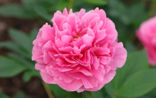 Abunded Prosperity (2)