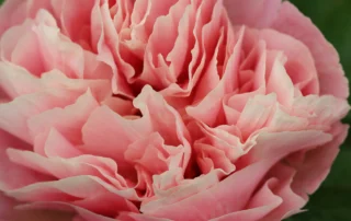 Amazing Pink 09-05-2026 (1)