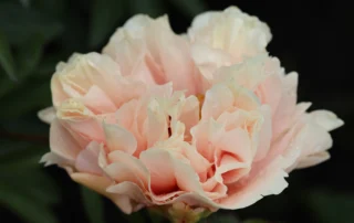 Divine Blush 14-05-2026 (12)