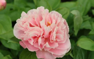 Heavenly Masterpiece 09-05-2026 (6)