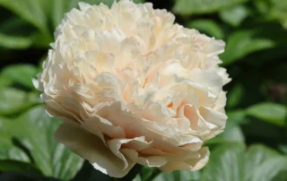 Majestic Romantic 15-05-2026 (11)