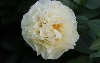 Messiah 05-05-2026 (7)