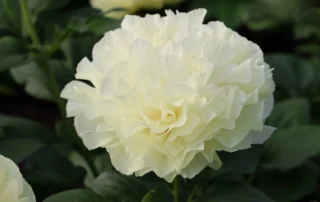 Messiah 09-05-2026 (2)