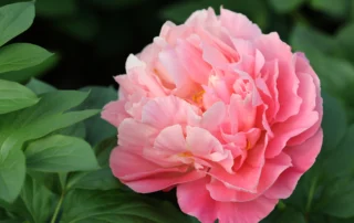Nimmerdor 09-05-2026 (8)