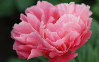 Nimmerdor 16-05-2026 (7)