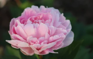 Allnatt 05-06-2026 (5)