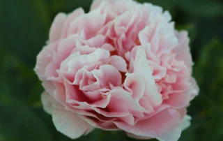 Amazing Elegance 25-05-2026 (7)