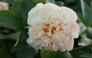 Amazing Servant 23-05-2026 (5)