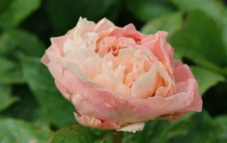 Amazing Sweetness 18-05-2026 (1)