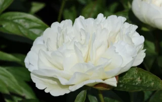 Amazing White 18-05-2026 (1)