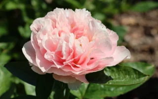 Amzing Elegance 26-05-2026 (2)