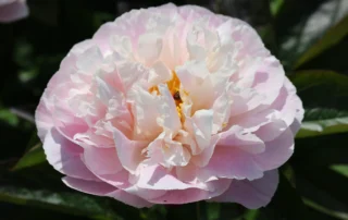 Angelic Pinkness 23-05-2026 (4)
