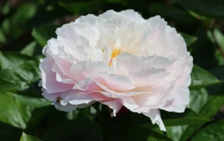 Angelic Pinkness 25-05-2026 (5)