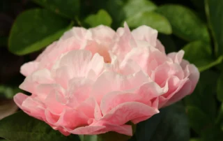 Angelic Sugar 23-05-2026 (5)