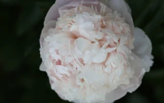 Armance Dessert 31-05-2026 (1)