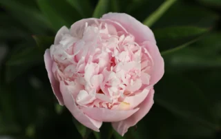 Dutch Beauty 28-05-2026 (4)