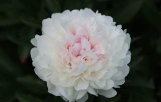 Dutch Queen 05-06-2026 (3)