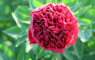 Firebomb 26-05-2026 (3)