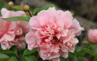 Heavenly Masterpiece 18-05-2026 (5)