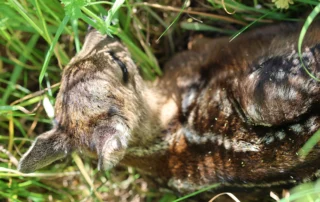 Hertenbaby 26-05-2026 (1)