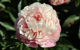 Joyful Blush 28-05-2026 (3)