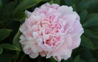 Painted Pink 29-05-2026 (1)