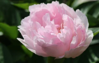 Pink Rock 23-05-2026 (2)