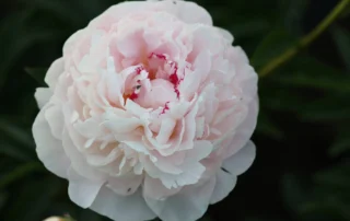 Soft Rock 05-06-2026 (3)
