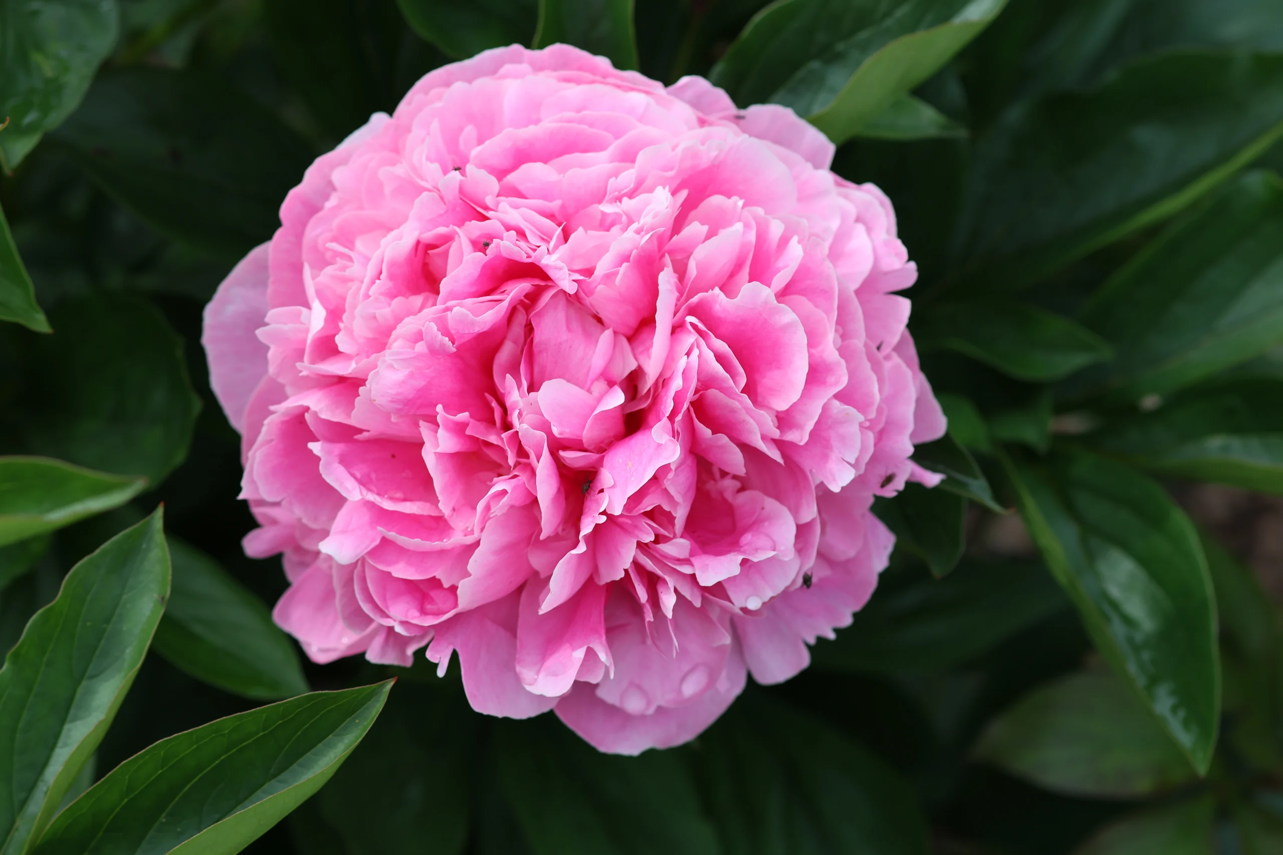 R2Flowers_1005_peony_closeup_20260608 (4)
