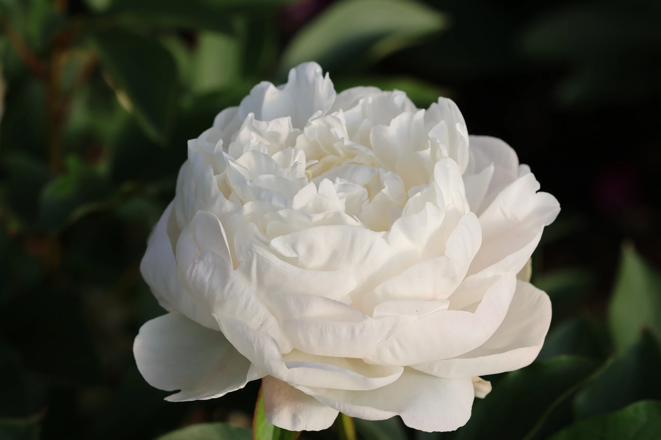 R2Flowers_201328004_peony_closeup_20260529_01